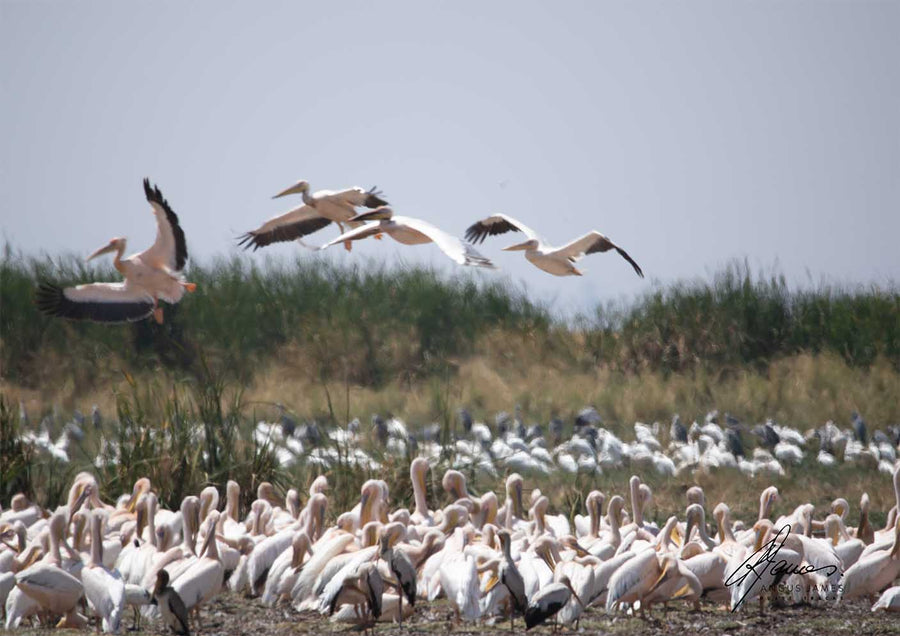 DT050 - Pelicans on the move