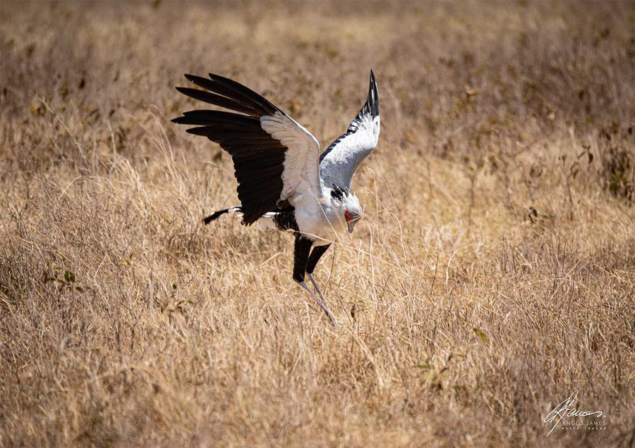 DT062 - Secretary Bird Catching Insects