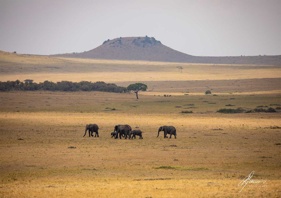 DT076 - Elephant Family Moving Across the Serengeti