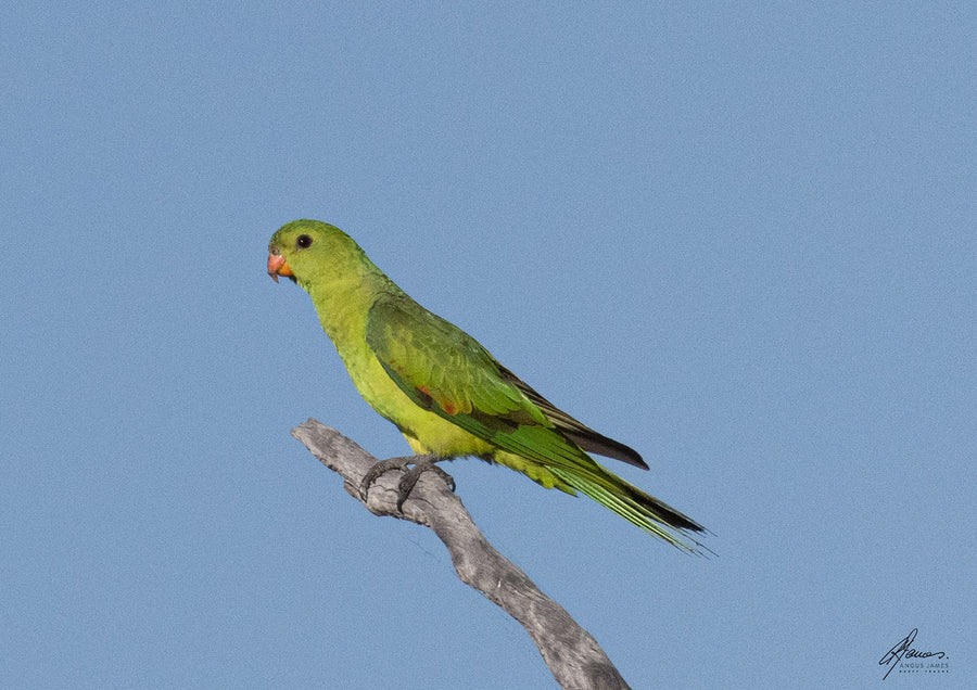 DT106 - Green Parrot