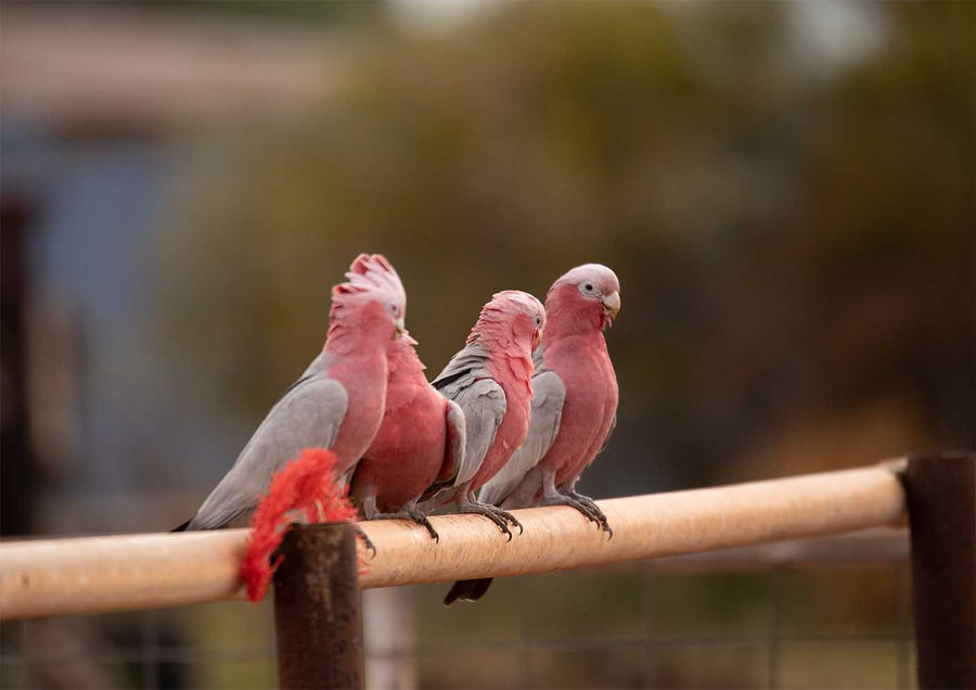 DT009 - Pink and Grey Galahs