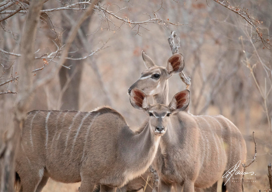 DT015 - Female Kudu