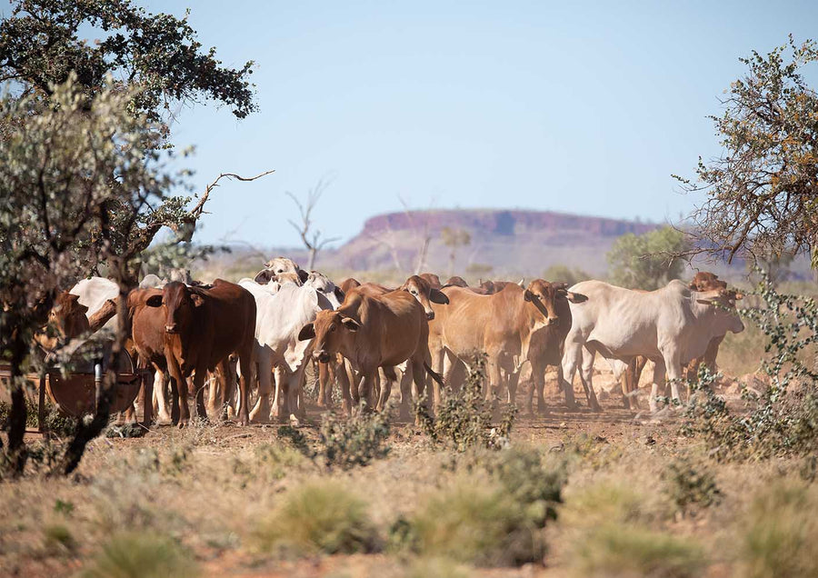 DT021 - Cattle at a water hole