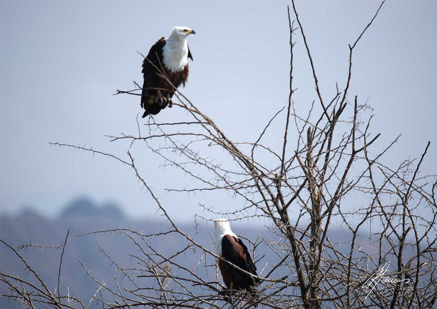 DT051 - Pair of Fish Eagles