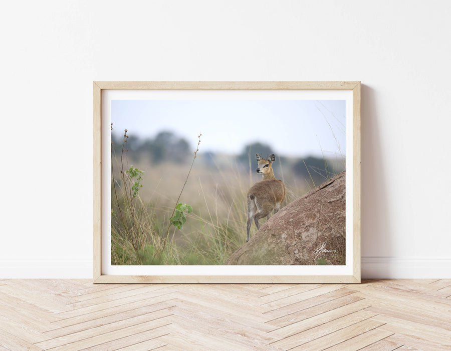 DT044 - Cute Deer on the Serengeti