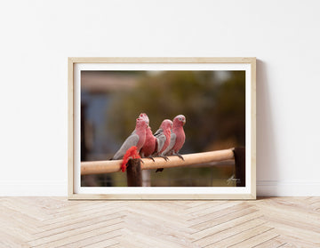 DT009 - Pink and Grey Galahs